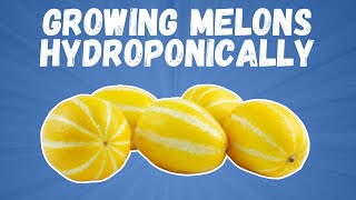 Growing melons hydroponically (and an EXCITING new development) | Growing food in small spaces