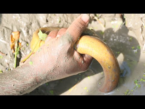 Amazing Oil Fishing | Unique Fishing In Eel Fish-From a Hole With Fishing Oil