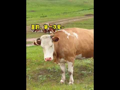 那些聽的懂人話的動物，人與動物之間的無障礙交流!#動物成精#動物的迷惑行為#聽懂人話的動物 #搞笑#猝不及防逗你一笑#專治不開心#funny#shorts