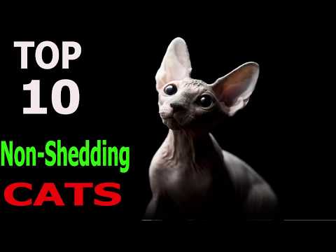 Top 10 Non - Shedding cat breeds | Top 10 animals