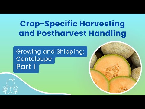 California Cantaloupe: Growing, Handling, and Shipping | Part 1