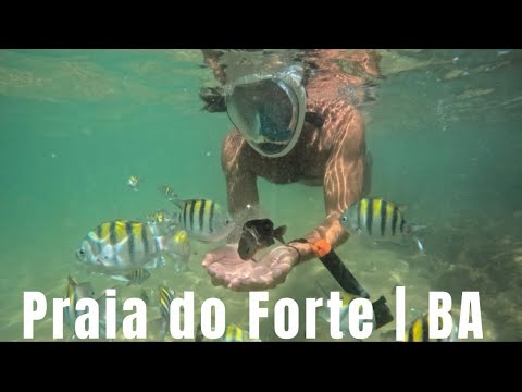 O que tem na Praia do Forte, pertinho de Salvador, na Bahia!