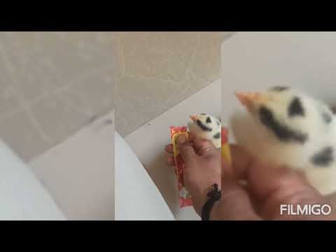 Pets kidding of sadiq