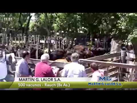 DelSector.com (MARTIN G. LALOR S.A.- 500 vacunos - Rauch (Bs As))