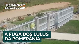 Show de fofura: Lulus da Pomerânia aproveitam portão aberto e fogem de casa em SC