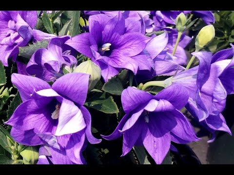 Best Perennials for Sun - Platycodon Astra Double Blue (Balloon Flower)