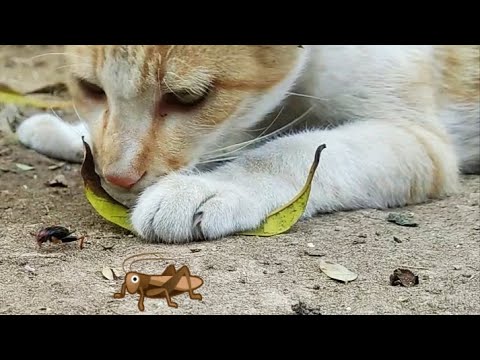 Bittu eating Insects I funny cat video | cute cats | Bittu the Cat | 2