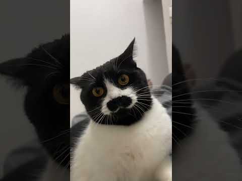 cat with a strange appearance #cat #cats #funnycat #cutecat #fyp #foryou