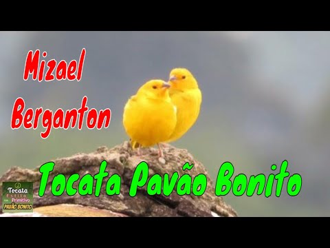 TOCATA do Canário Jd NOVO ÂNGULO  Mizael  Berganton Ancião