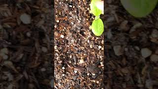 Download lagu The insects ate my watermelon sprout! mp3