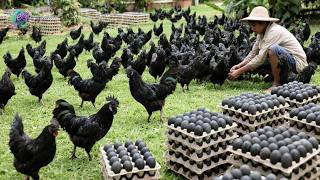 Download lagu Top 10 Exotic Chicken Breeds That Make Farmers Thousands | Profitable Chicken Farming mp3