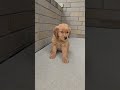 Golden Retriever dogs for sale: Ellie - Video 1
