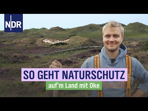 Naturschutz auf Amrum: Oke lässt seine Galloways endlich raus | Auf'm Land mit Oke | Folge 13 | NDR