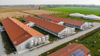 Allevamento di Suini | Azienda Agricola Elisa