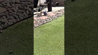 Video preview image #1 Colonial Cocker Spaniel-Maltese Mix Puppy For Sale in Corona, CA, USA