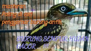 Download lagu MASTERAN PALING DI CARI.. Suara Burung Sempur Hujan mp3