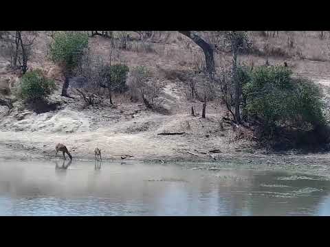 Djuma: Elephants scattered around - 11:00 - 09/23/21
