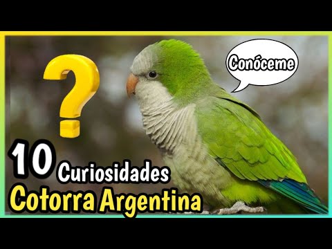 10 Facts about the Monk Parakeet or Argentine Parrot | One of the Best Talking Parrots