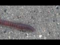 Earthworm (Lumbricus) Locomotion