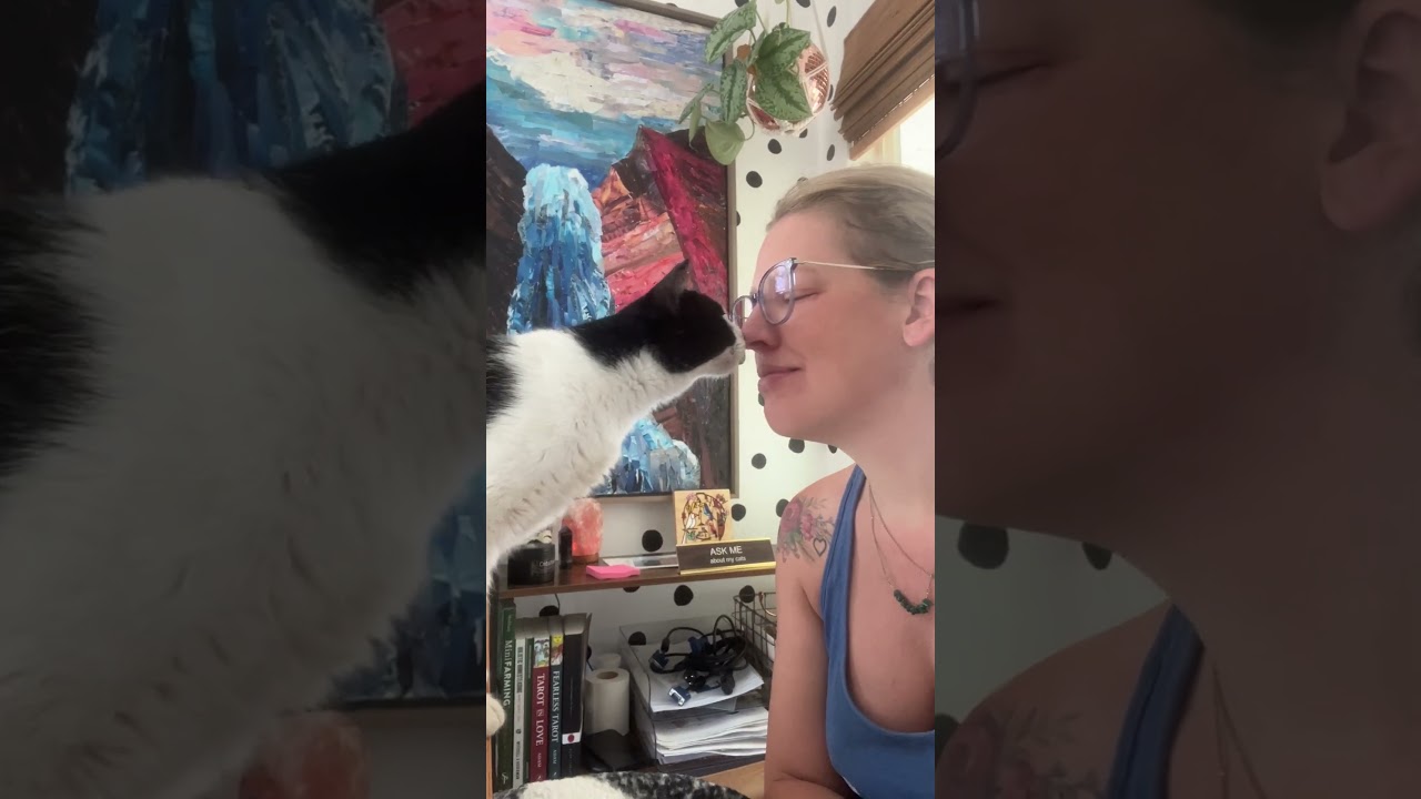 Enlarge Mabel, a Adoptable mixed breed in Brattleboro, VT video 3/6