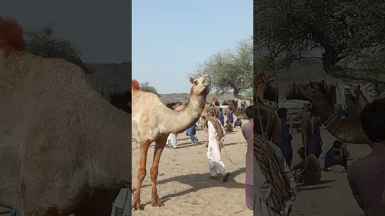 #camel #camel_racing #camellife #cat #camelsofdesert #camelmountain #bakaraykimasti #bakr #cow