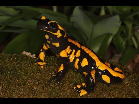 Lurch des Jahres 2016 - Der Feuersalamander (DGHT)