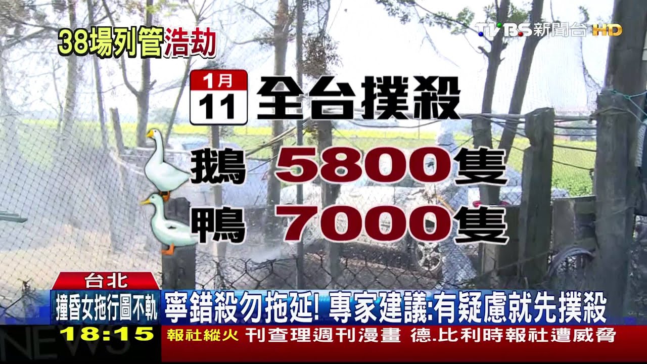 禽流感疫情「悶燒」升溫! 全台五縣38場送驗