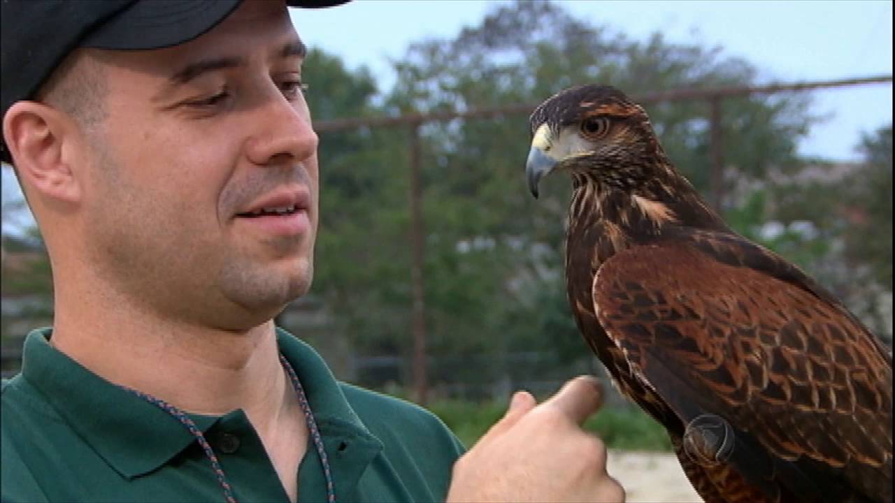 Homem é especialista em adestramento de aves exóticas