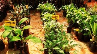 Flower nursery, Royal Garden in Wayanad