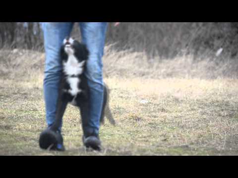 Border Collie puppies ELIS & DARCY (6 weeks old - 5 months) - TRICKS