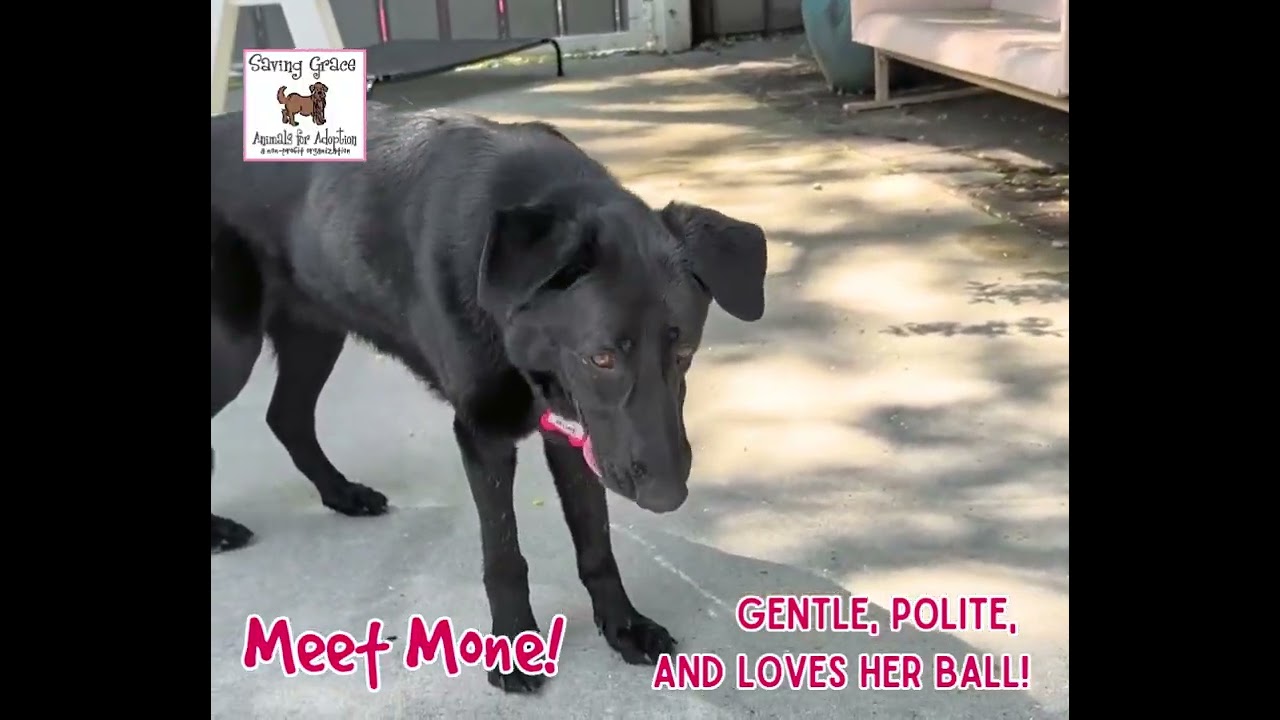 Enlarge Mone, a Adoptable mixed breed in Wake Forest, NC video 6/6
