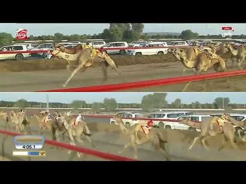 ش 3 كأس (زهره) لـ علي حمد علي راشد بن مقارح 8:53:16 ، ختامي المرموم 2026/03/25 إيذاع