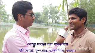 গুলশা মাছের চাষ ব্যবস্থাপনা, বশিকোড়া, কুন্দগ্রাম, আদমদীঘি, বগুড়া।