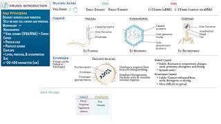 Introduction to Viruses by Ditki, Medical & Biological Sciences