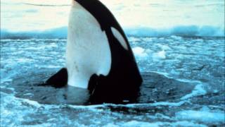 Save the Whale- Nik Kershaw