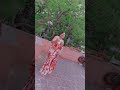 TAMIL HOT CHANNEL Sreenithi Hot Glamorus In Saree