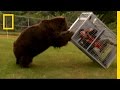 Brown Bear Attack 