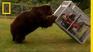 Brown Bear Attack | Dangerous Encounters: Alaska&#39;s Bear Country and Beyond