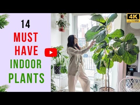 Top 14 Plants Every Plant Parent Should Own | Must Have Indoor Plants