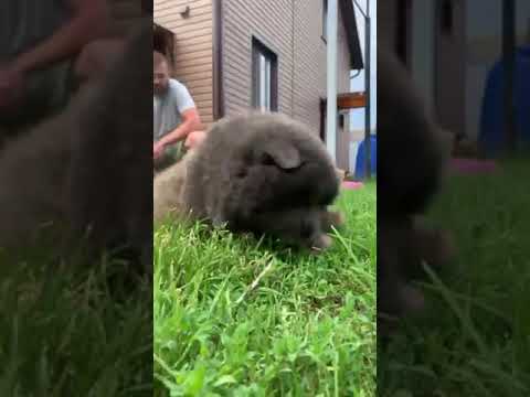 Perros Chow Chow en venta