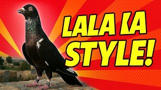 Milo Lala Kabotar Se | Lala Ka Style Video | Kabotar Bazi Video | Pigeons Tips And Tricks Video |
