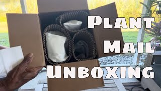 Rare Plant Mail Unboxing | Urban Leaf Shop Haul | Instagram Plant Mail Anthuriums