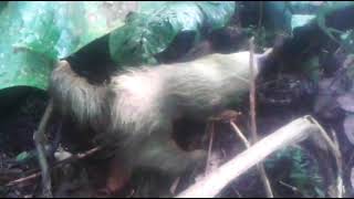 Paresseux à Los Yaltes / perezoso / Sloth