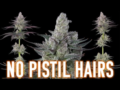 Crazy Pheno With No Pistil Hairs!