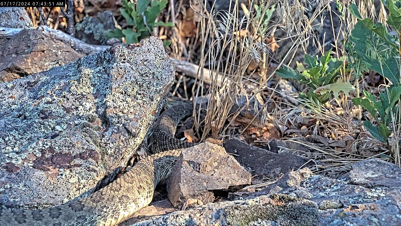 Colorado Rattlecam Livestream 07/16/2024 Part 2 - YouTube