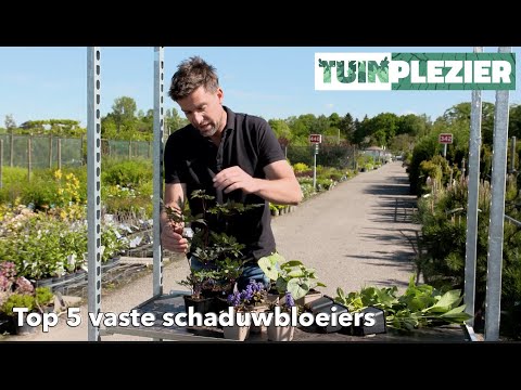 Arjans top 5 vaste bloeiende schaduwplanten | TUINPLEZIER