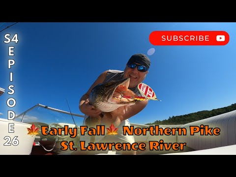 🍁Early Fall🍁 Northern Pike On The St. Lawrence River