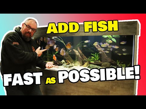 Add fish as FAST as possible to your new aquarium!