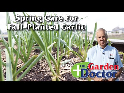 , title : 'Spring Care For Fall-Planted Garlic'