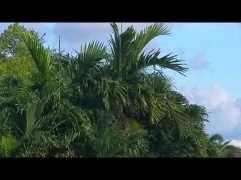 Cachinva cojiendo la pista